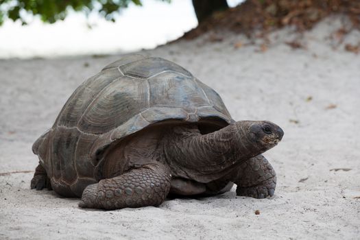 A big turtle on the beach on the Seychelles