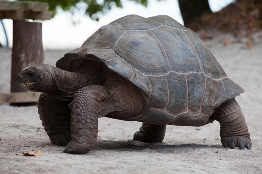 A big turtle on the beach on the Seychelles