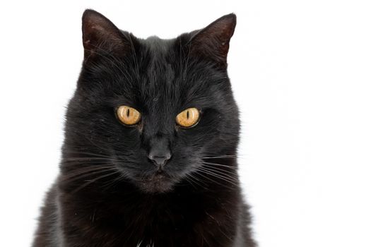 Beautiful black cat poses on a white background