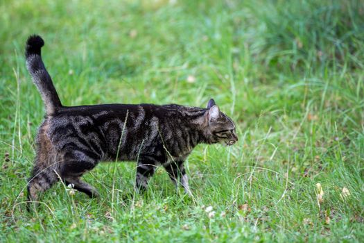 A cat is walking trought the grass and watching and playing, domestic cat