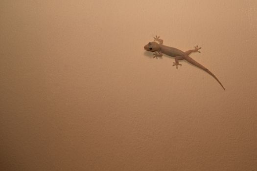 Small lizard on the wall is running