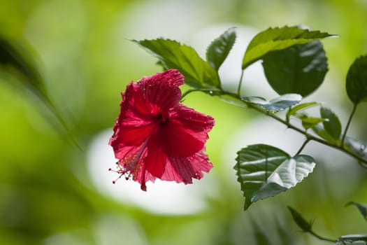 Colorful exotic flowers in a garden