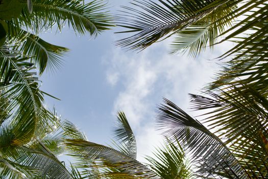 Blue sky with palm leaves and clouds