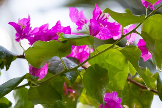Colorful exotic flowers on trees with green leaves
