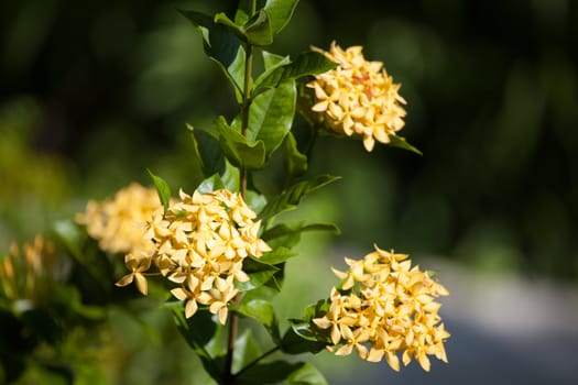 Colorful exotic flowers on trees with green leaves
