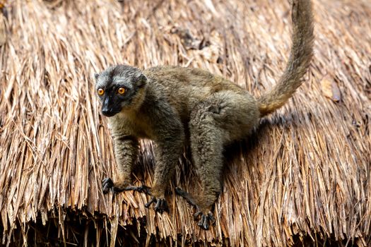 The Lemurs on the thatched roof of a building