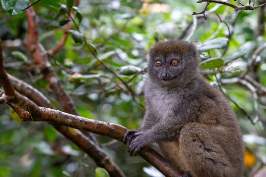One little lemur on the branch of a tree in the rainforest