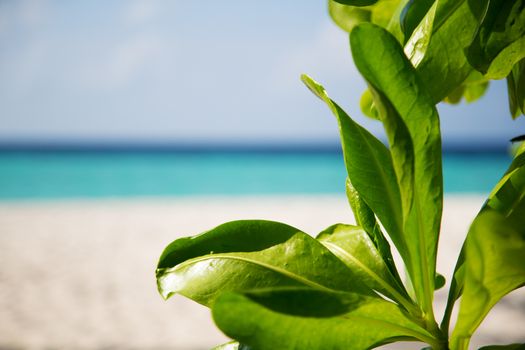 Frames with a view to the beach and green leaves on side