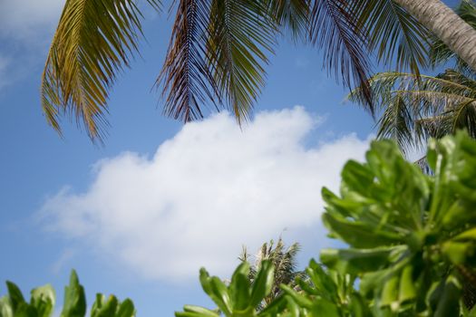 Blue sky with a frame from leaves of a palm