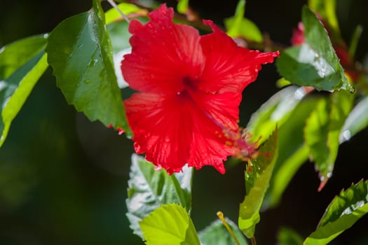 Colorful exotic flowers on trees with green leaves