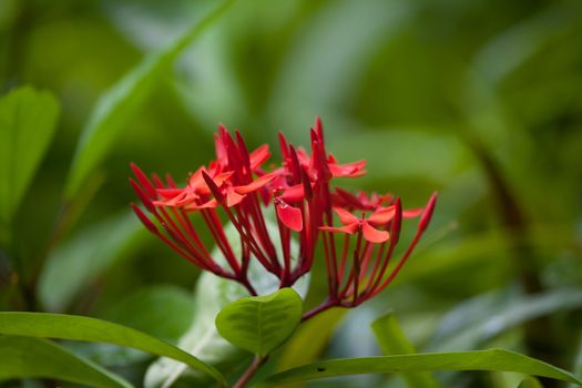 Colorful exotic flowers on trees with green leaves