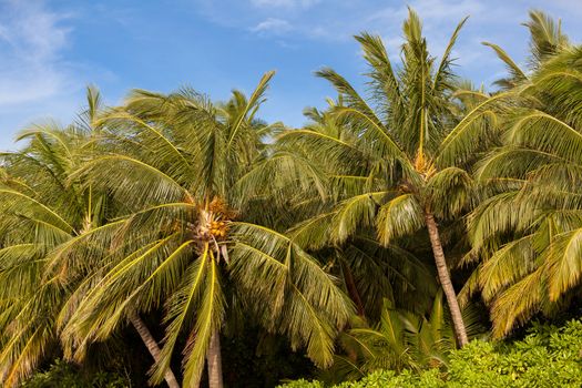 Maldives, palm trees and a blue sky
