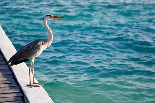 Local bird on the island is standing near the water