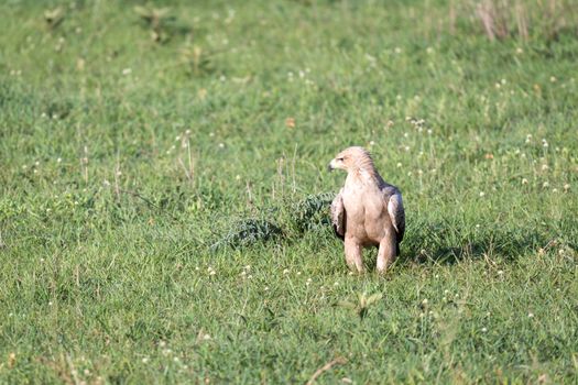 The eagle in the middle of the grassland in a meadow