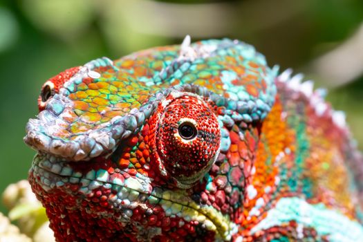 One Colorful chameleon on a branch in a national park on the island of Madagascar