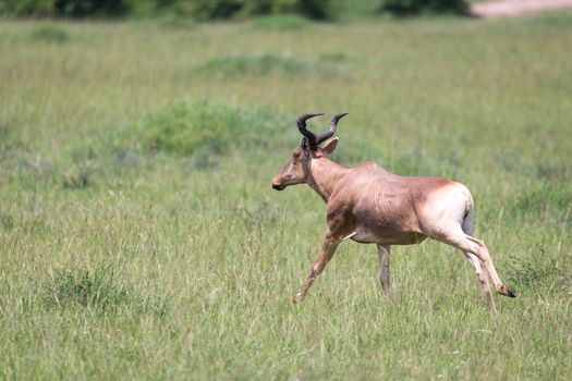 The hartebeest in the savannah of Kenya