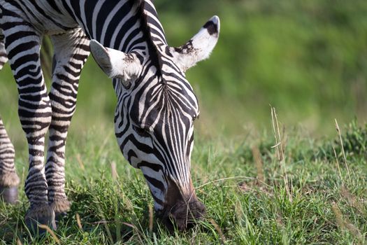 The closeup of a zebra in a national park