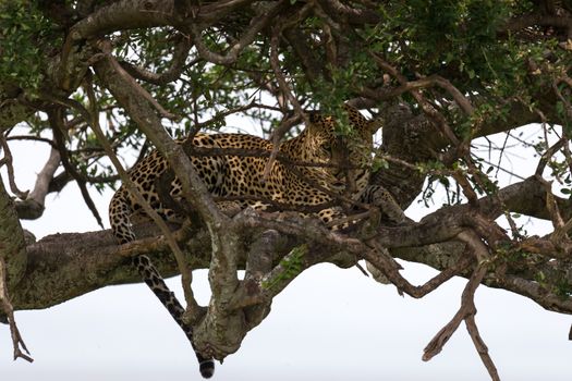 One leopard has settled comfortably between the branches of a tree to rest