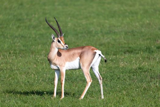 A Grant gazelles on a green pasture in a national park in Kenya
