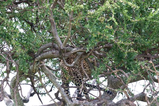 One leopard has settled comfortably between the branches of a tree to rest