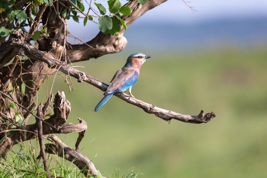 One lilac breast roll sits on a tree branch