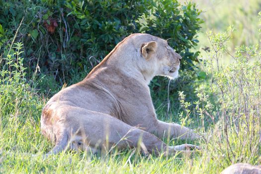 One lioness has made herself comfortable in the grass and is resting