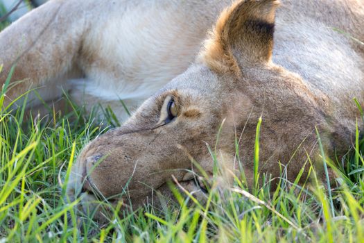 The closeup of a lioness trying to rest in the grass