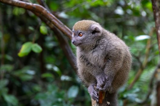 One little lemur on the branch of a tree in the rainforest