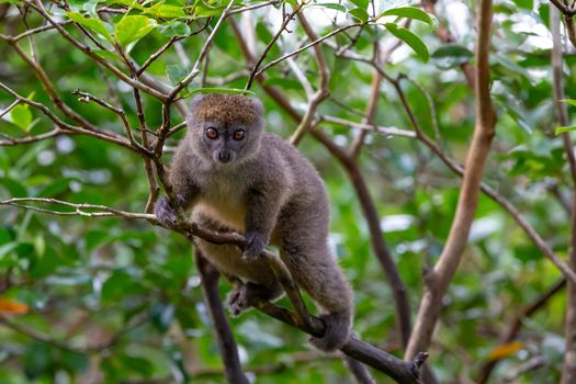 One little lemur on the branch of a tree in the rainforest