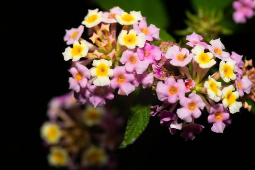 The Exotic flowers of the island of Madagascar
