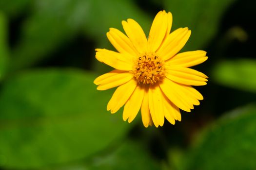 The Exotic flowers of the island of Madagascar