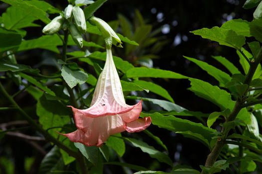 The Exotic flowers of the island of Madagascar