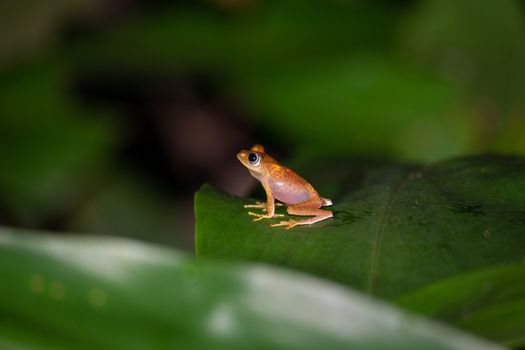 The small orange frog is sitting on a leaf