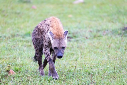 One hyena walks in the savanna in search of food