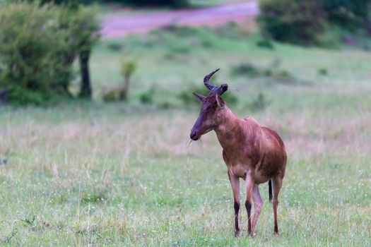 A Topi antelopes are standing in the tall grass between different bushes