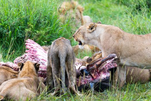 The lion family is eating a buffalo between tall grass