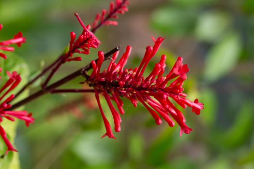 The Exotic flowers of the island of Madagascar