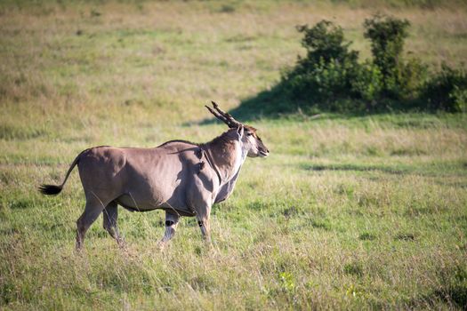 The Eland, the largest antelope, in a meadow in the Kenyan savanna