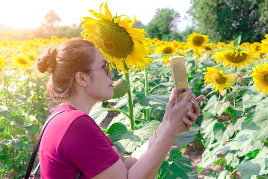 Asian woman using a smart phone to selfie with sunflower fields.