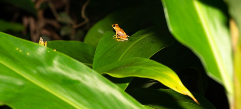 The small orange frog is sitting on a leaf