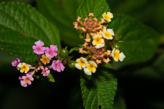 The Exotic flowers of the island of Madagascar