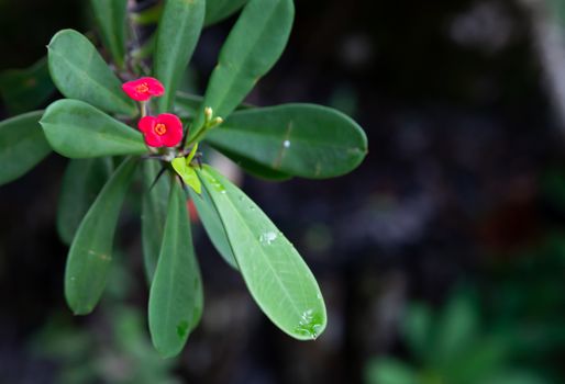 The Colorful plants and flowers in close-up on the island of Madagascar