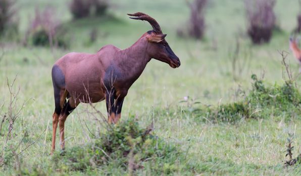 A Topi Gazelle in the Kenyan savanna amidst a grassy landscape