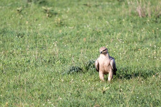 The eagle in the middle of the grassland in a meadow