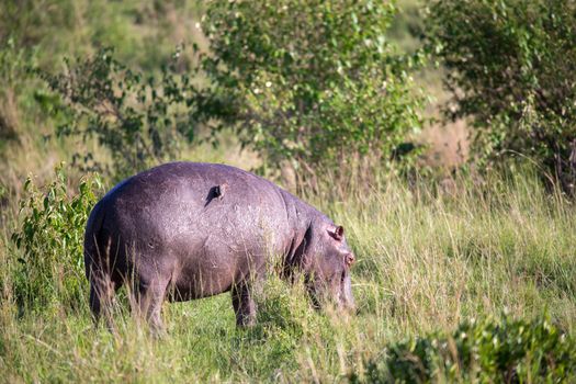 One hippopotamus is grazing in a meadow
