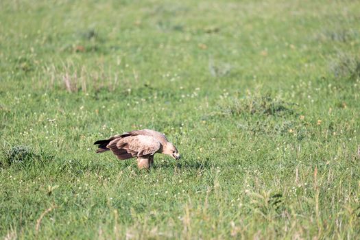 The eagle in the middle of the grassland in a meadow