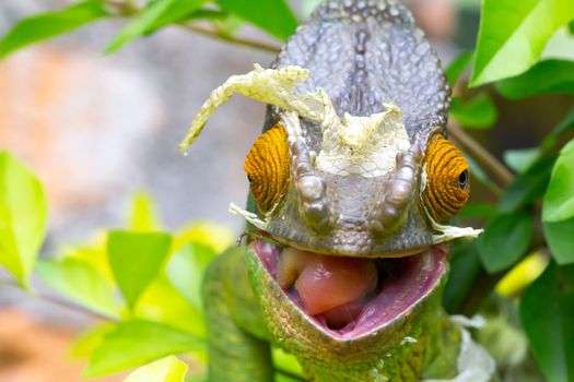 One Colorful chameleon on a branch in a national park on the island of Madagascar