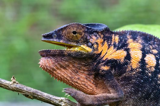 One chameleon in close-up in a national park on Madagascar