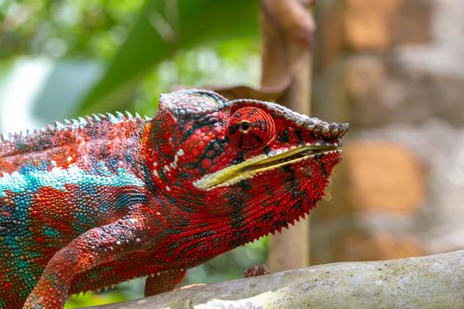 One Colorful chameleon on a branch in a national park on the island of Madagascar