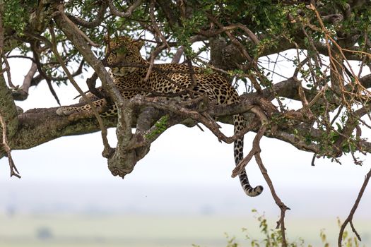One leopard has settled comfortably between the branches of a tree to rest